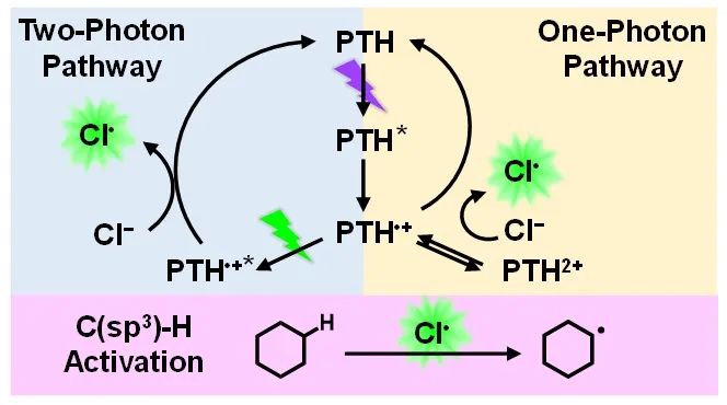 有機(jī)光催化劑PTH的單光子和雙光子激發(fā)途徑用于氯離子氧化至氯原子HAT中間體，并應(yīng)用于C-H鍵活化